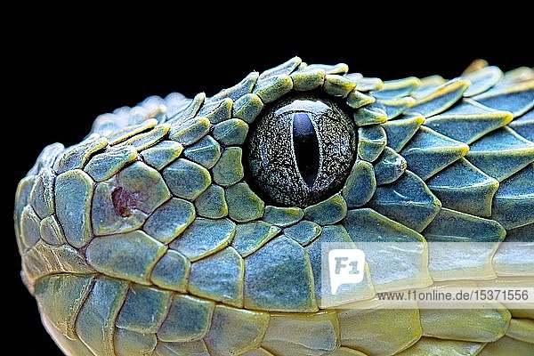 Bush viper (Atheris squamigera), animal portrait, captive, Congo