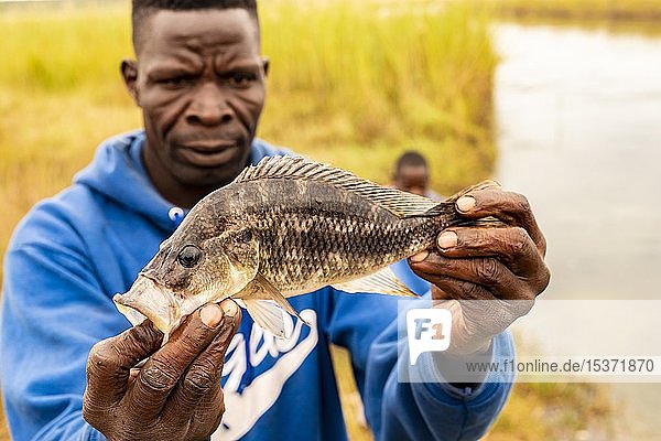 Afrika zeigt gefangenen Fisch  Provinz Cuando Cubango  Angola  Afrika