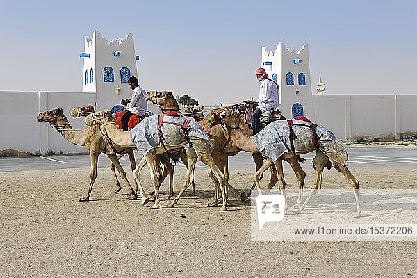 Kamele mit Reitern vor dem Al Shahaniya-Stadion für Kamelrennen  Doha  Katar  Asien