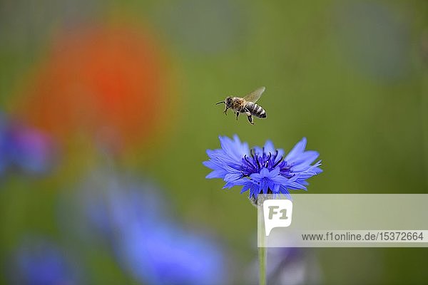 Honigbiene (Apis) fliegt über Kornblume (Centaurea cyanus) Baden-Württemberg Deutschland Europa