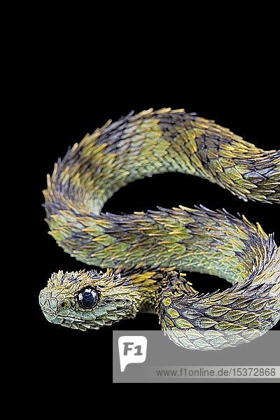 Close-up of a Hairy Bush Viper (Atheris hispida) - Venomous Snake