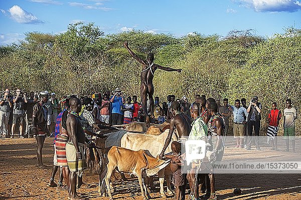 Young man of the Hamer tribe jumping over cattle backs  cattle jump ritual  becoming a man  Turmi  Lower Omo Valley  Omo Region  South Ethiopia  Ethiopia  Africa