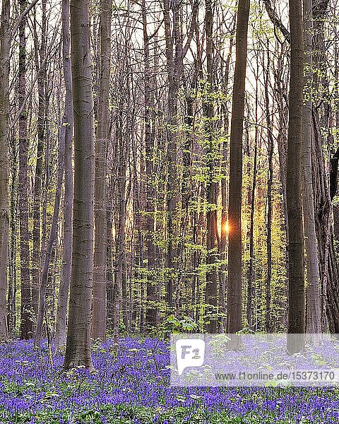 Rotbuchen (Fagus sylvatica)  blühende Glockenblumen (Hyacinthoides)  Hallerbos  Vlaams Brabant  Belgien  Europa