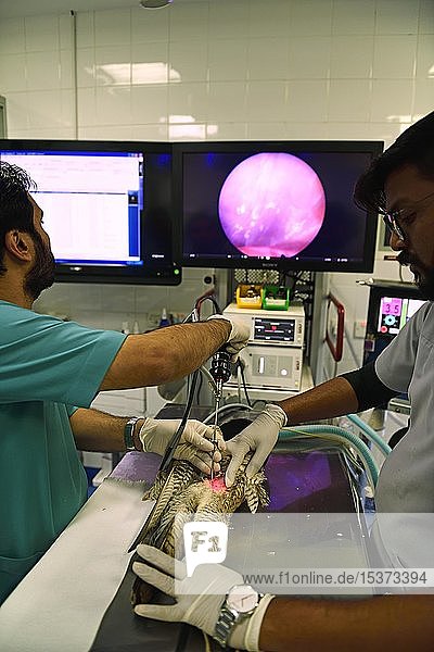 Medizinische Behandlung  Endoskopie eines narkotisierten Falken  Falcon Hospital  Souq Waqif  Doha  Katar  Asien