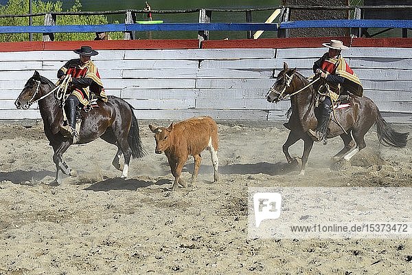 Driving of a calf by two Huasos  Chilean cowboys  at the Rodeo  Region de los Lagos  Patagonia  Chile  South America
