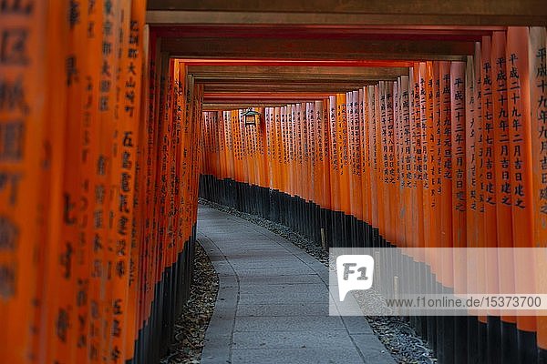 Fushimi Inari-Taisha  Shinto-Schrein  Weg durch Hunderte von roten traditionellen Torii-Toren  Fushimi Inari-taisha Okusha Hohaisho  Kyoto  Japan  Asien