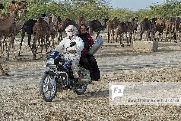 Alter Mann und Frau aus Fakirani fahren Motorrad vor einer Dromedarherde  Great Rann of Kutch  Gujarat  Indien  Asien