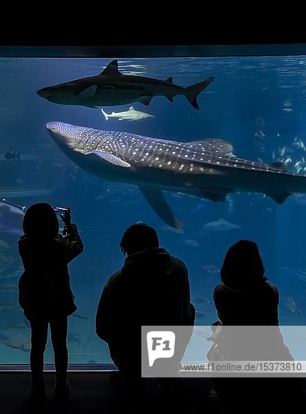 Silhouettes of visitors in front of a large aquarium with fish  large Whale shark (Rhincodon typus) swimming by  Osaka Aquarium Kaiyukan  Osaka  Japan  Asia