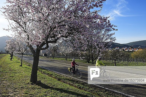 Radfahrer fahren durch eine Alle blühender Mandelbäume Edenkoben Pfälzer Mandelpfad Deutsche Weinstraße Rheinland-Pfalz Deutschland Europa