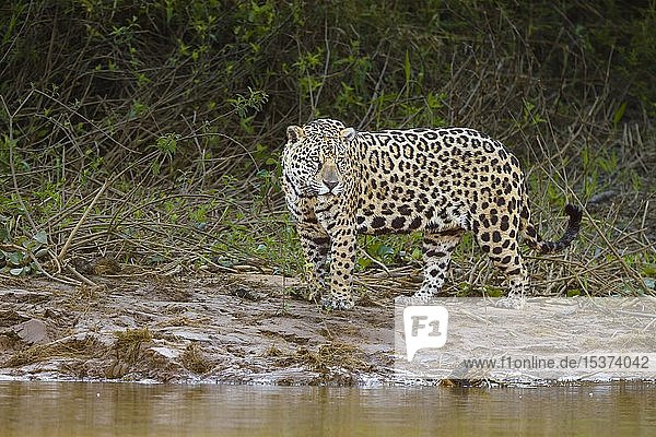 Jaguar (Panthera onca)  erwachsen  stehend am Rande eines Flusses  Pantanal  Mato Grosso  Brasilien  Südamerika