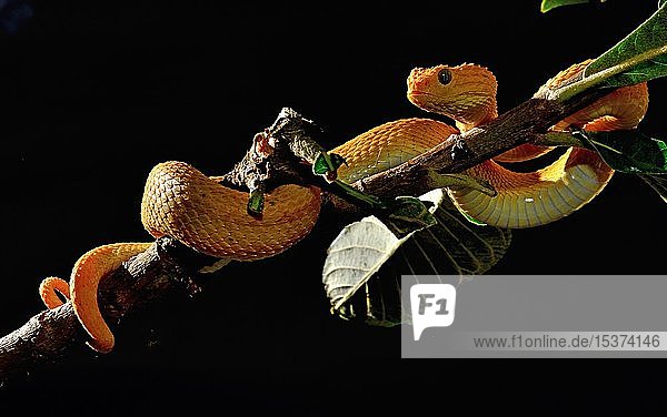 Mayombe Bush-Viper (Atheris squamigera anisolepis), on a branch