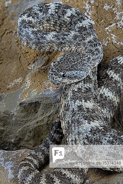 Gefleckte Klapperschlange (Crotalus pyrrhus)  in Gefangenschaft. Mexiko