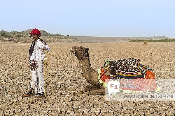 Rabari-Mann mit seinem Dromedar auf trockenem Boden  Wüste Great Rann of Kutch  Gujarat  Indien  Asien
