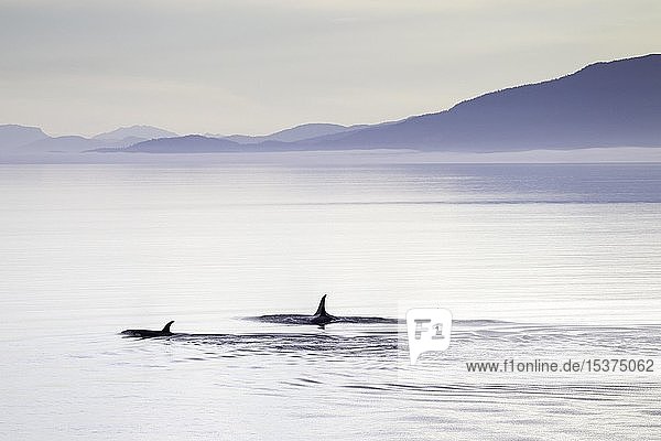 Schwertwale (Orcinus orca)  kurz nach Sonnenaufgang  Inside Passage  Alaska  USA  Nordamerika
