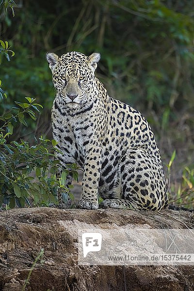 Jaguar (Panthera onca)  Erwachsener hält Ausschau am Flussufer  Pantanal  Mato Grosso  Brasilien  Südamerika