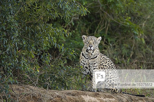 Jaguar (Panthera onca)  Erwachsener hält Ausschau am Flussufer  Pantanal  Mato Grosso  Brasilien  Südamerika