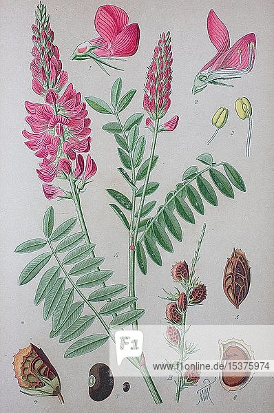 Esparsette (Onobrychis viciifolia)  historische Illustration von 1885  Deutschland  Europa