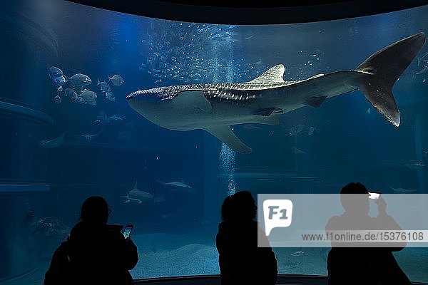 Silhouettes of visitors in front of a large aquarium with fish  large whale shark swimming by  Osaka Aquarium Kaiyukan  Osaka  Japan  Asia