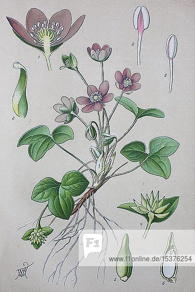 Leberblümchen (Hepatica nobilis)  historische Illustration von 1885  Deutschland  Europa