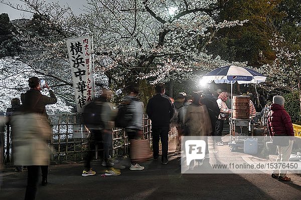 Tourists and Japanese under blossoming cherry foams at night  Japanese cherry blossom in spring  Hanami Festival  Chidorigafuchi Green Way  Tokyo  Japan  Asia