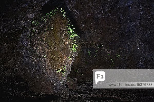Jungfernhaarfarn (Adiantum) wächst unterirdisch auf Felsen  Lavahöhlen Grutas de Sao Vicente  Sao Vicente  Madeira  Portugal  Europa
