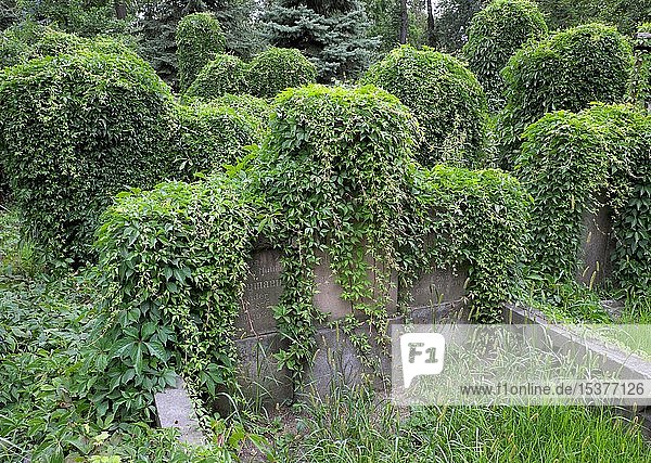 Mit Efeu überwucherte Gräber  Alter Jüdischer Friedhof  Breslau  Polen  Europa