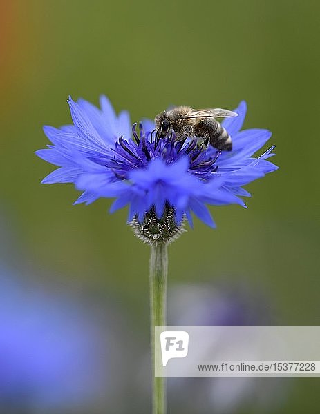 Honigbiene (Apis) sammelt Necktar an Kornblume (Centaurea cyanus)  Baden-Württemberg  Deutschland  Europa