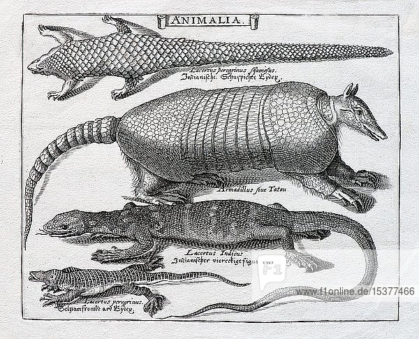 Verschiedene Schuppentiere  Kupferstich von Basilius Besler  aus Fasciculus rariorum et aspectu dignorum varii generi  Nürnberg 1616  Deutschland  Europa