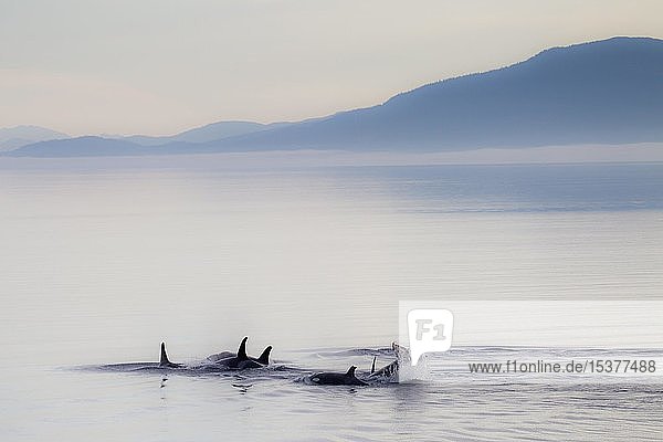 Schwertwale (Orcinus orca)  kurz nach Sonnenaufgang  Inside Passage  Alaska  USA  Nordamerika