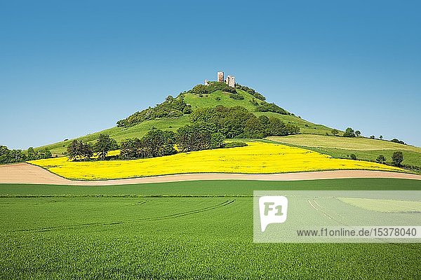 Burg Desenberg  auch Daseburg  Burgruine auf Basalthügel umgeben von Feldern im Frühling  Wahrzeichen der Warburger Börde  Warburg  Nordrhein-Westfalen  Deutschland  Europa