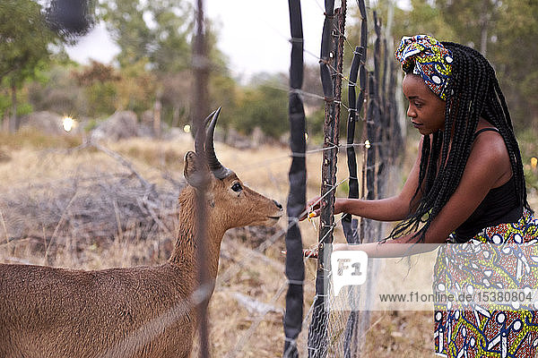 Junge Frau in afrikanischem Stil füttert Gazelle durch einen Zaun