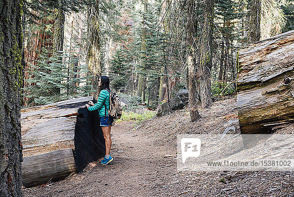 Frau mit Rucksack beim Wandern zwischen den Baumriesen im Wald im Sequoia-Nationalpark  Kalifornien  USA