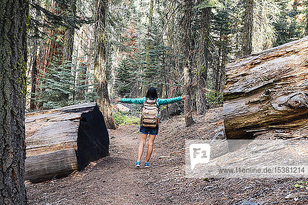 Frau mit Rucksack beim Wandern zwischen den Baumriesen im Wald im Sequoia-Nationalpark  Kalifornien  USA