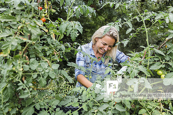 Blond lächelnde Frau erntet Tomaten in ihrem Garten