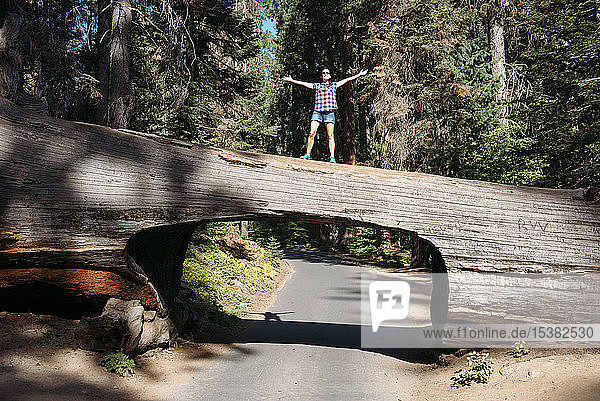 Woman standing on top of a Tunnel Log in Sequoia National Park  California  USA