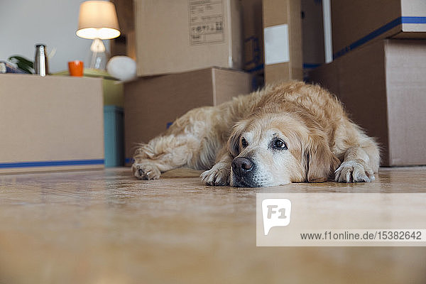 Auf dem Boden liegender Hund vor Pappkartons in einem leeren Raum in einem neuen Heim
