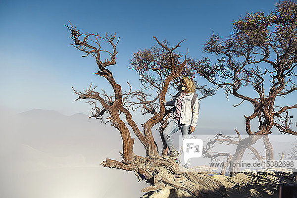 Frau mit Atemschutzmaske auf einem Baum am Vulkan Ijen  Java  Indonesien