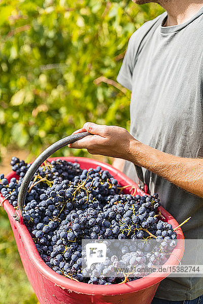 Nahaufnahme eines Mannes bei der Weinlese in einem Weinbergskübel