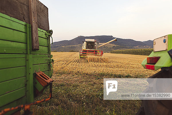 Organic farming  wheat field  harvest  combine harvester in the evening