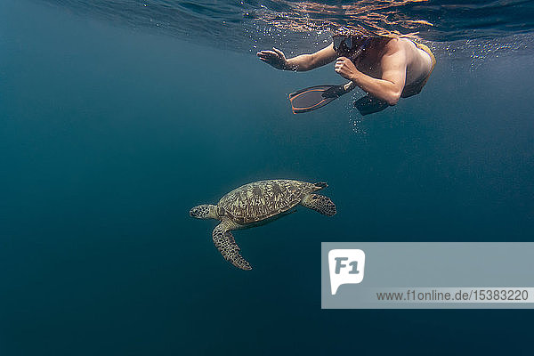Mann taucht mit Schildkröte  Insel Gili  Bali