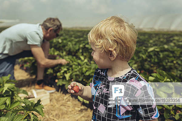 Vater und Sohn pflücken Erdbeeren in einer Erdbeerplantage