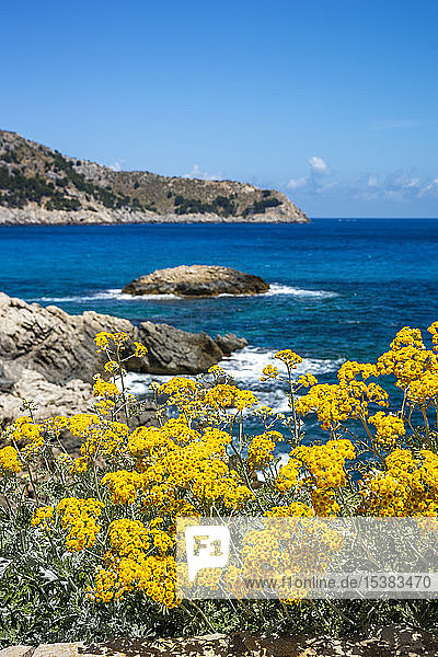 Gelbe Blumen blühen auf Cala Agulla gegen den Himmel  Mallorca  Spanien
