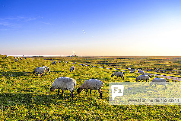 Flock of sheep grazing on pasture at the North Sea  Westerheversand  Germany