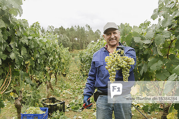 Portrait of a smiling man harvesting grapes in vineyard