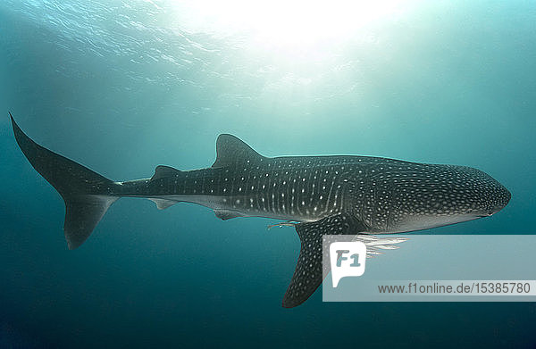 Whale shark with cleaner fish