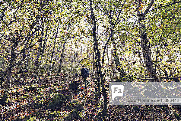 Spanien  Navarra  Wald von Irati  junge Frau geht im üppigen Wald spazieren
