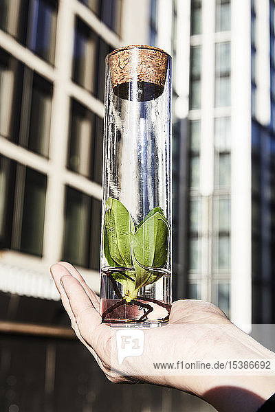 Pflanze in einem Glas vor dem Bürogebäude in der Hand halten