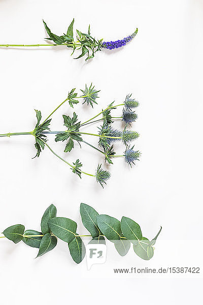 Langblättriger Ehrenpreis  Veronica longifolia  Amethyst-Stechpalme  Eryngium und Balsamapfel  Clusia major auf weißem Hintergrund