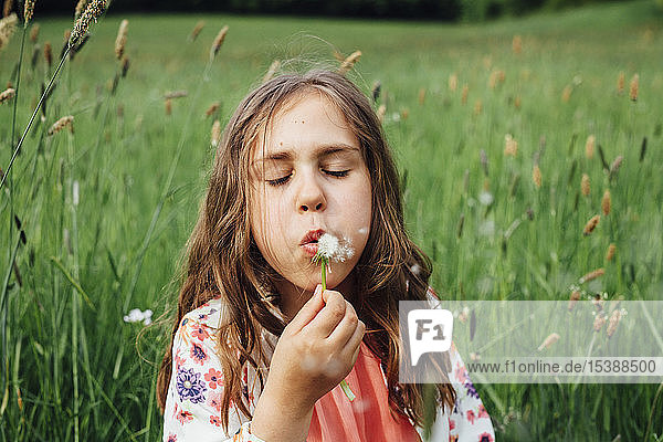 Porträt eines Mädchens  das auf einer Wiese einen Pusteblumenball bläst
