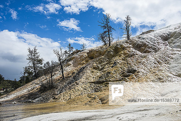 USA  Wyoming  Yellowstone-Nationalpark  Tote Bäume auf einem Travertinhügel in den Terrassen der Mammoth Hot Springs